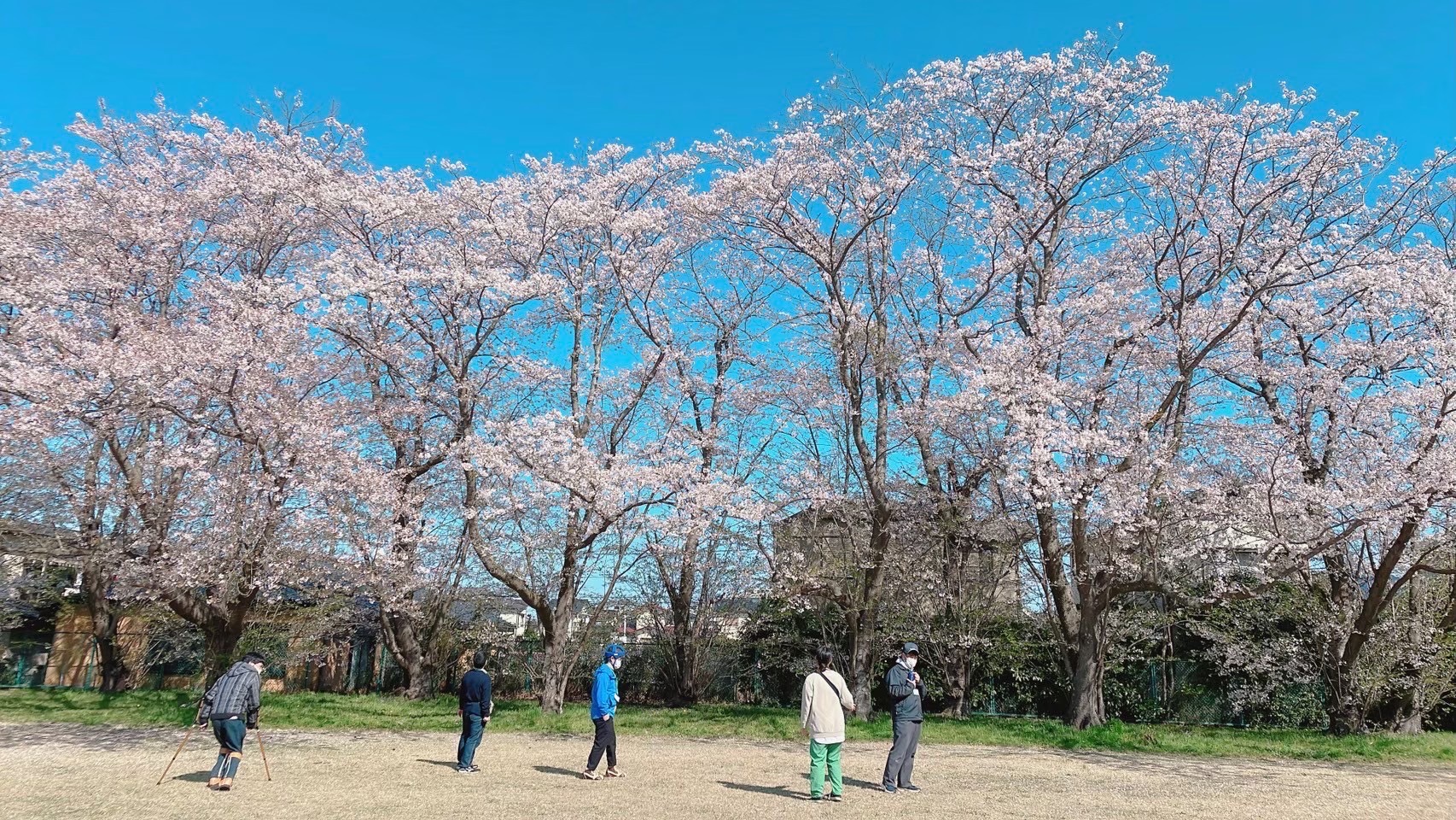 sakura